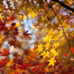 紅葉