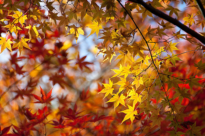 紅葉