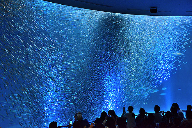 名古屋港水族館