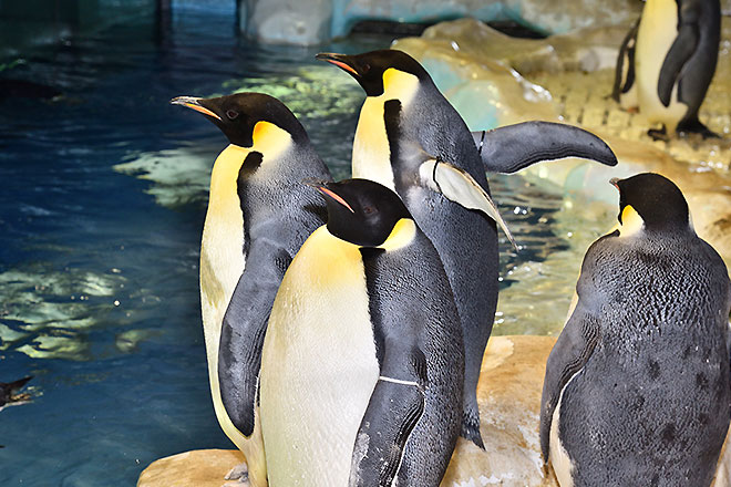 名古屋港水族館