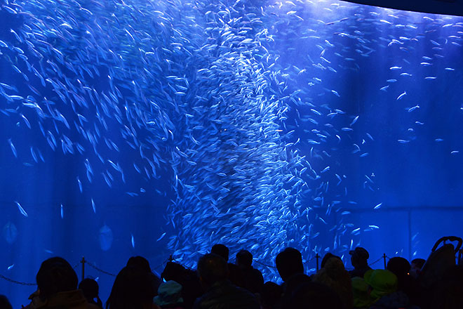 名古屋港水族館