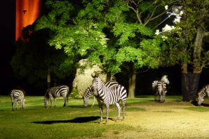 のんほいパーク ナイトZOO