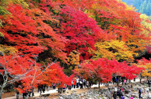 とよた宿割で紅葉狩りを楽しもう